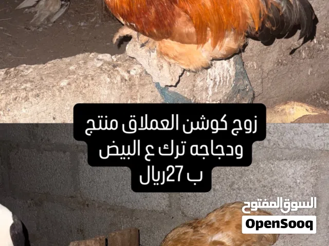دجاج كوشن العملاق
