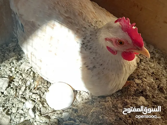 دجاج عرب نقي من رس كويتي  شرط الطيور صحه  وماخذ لقاح