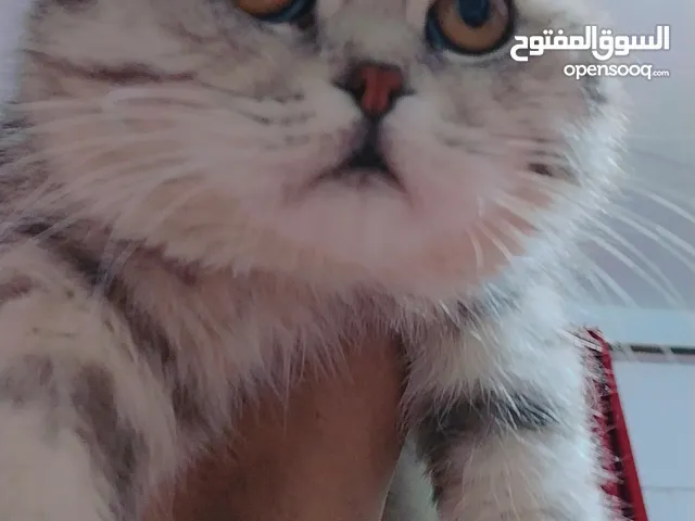 ذكر سكوتش فولد بيور