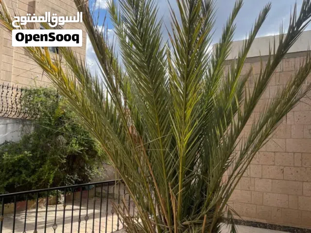 250 m2 4 Bedrooms Townhouse for Rent in Sana'a Bayt Baws