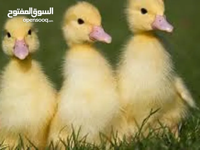 بط بلدي مطعم بداية فطم بياكلن لحالهم