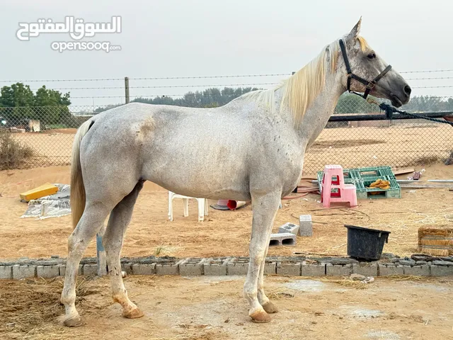 فرس مستورده افريقيه ادب في الركوب ارتفاع 167 لايوجد جواذ سليمه 100%100 عل فحص