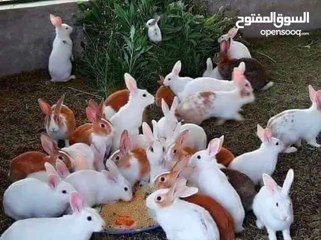 أرانب جميع الألوان موجودة هولنديات