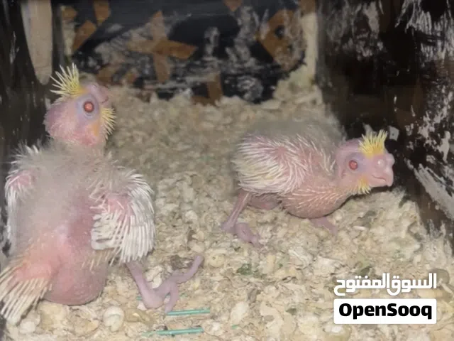 فروخ كوكتيل لاتينو