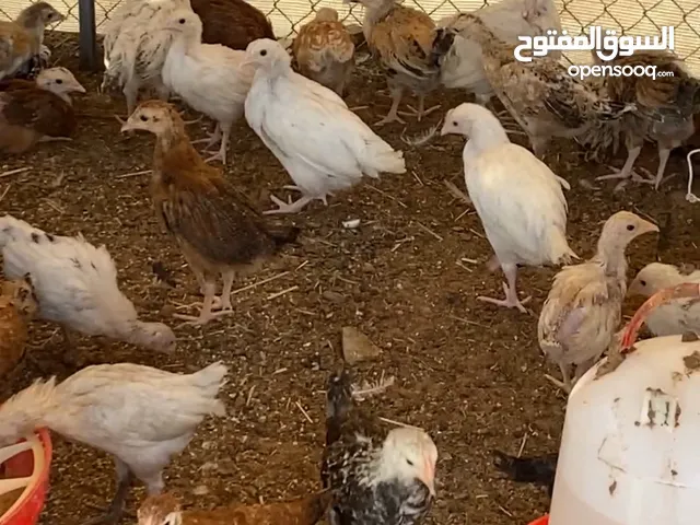 دجاج عماني فرنسي مخلوط للبيع اعمار مختلفه