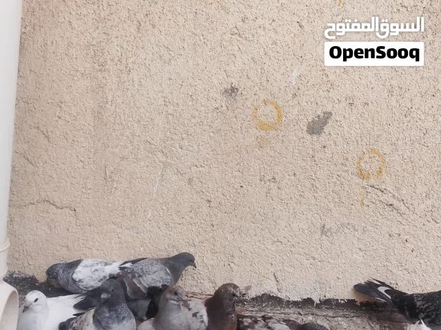 وجبه مال افراخ تور مخاليف بعدهن ماطالعات لبرج حمام حلو ونضيف 9 تكوكه تك ب5 وذا شلع اساهل بيهن