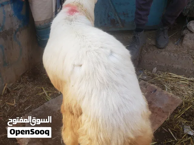 العكابي لبيع وشراء الغنم والبقر