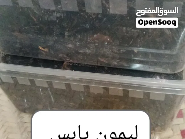ليمون عماني جاهز بكميات من لديه الرغبة يتواصل