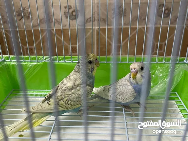 زوج عصفور الحب باجي