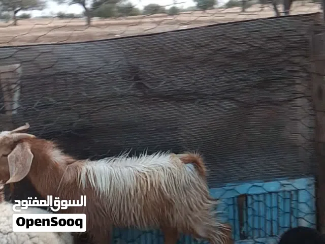 جدي عربي مقرسه