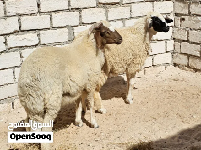 خروف و فطيمة