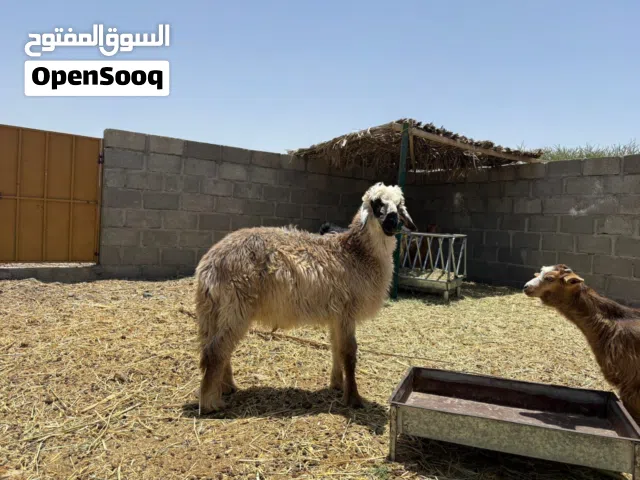 كبش مكراني وكبش نجدي
