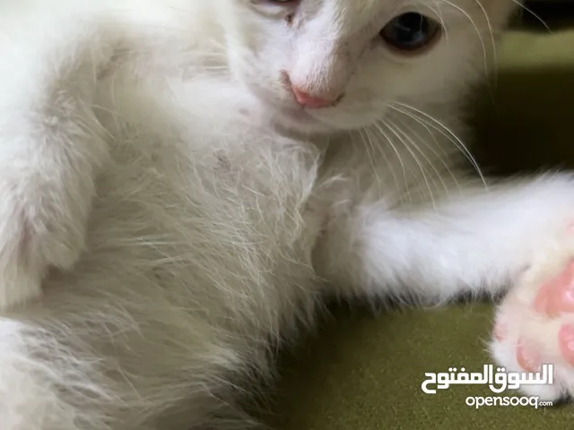 قط شيرازي مكس هملايا بعمر 3 اشهر حنون آمن للأطفال ، مدرب على اللتربكس -للبيع