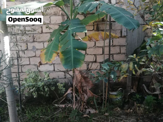 شجره موز للبيع