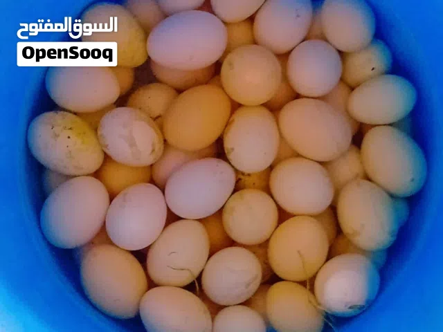 بيض دجاج عماني