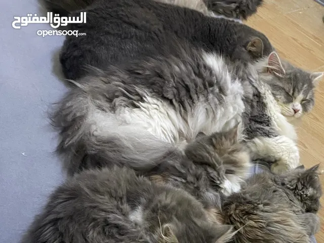 قطط شيرازي للتبني