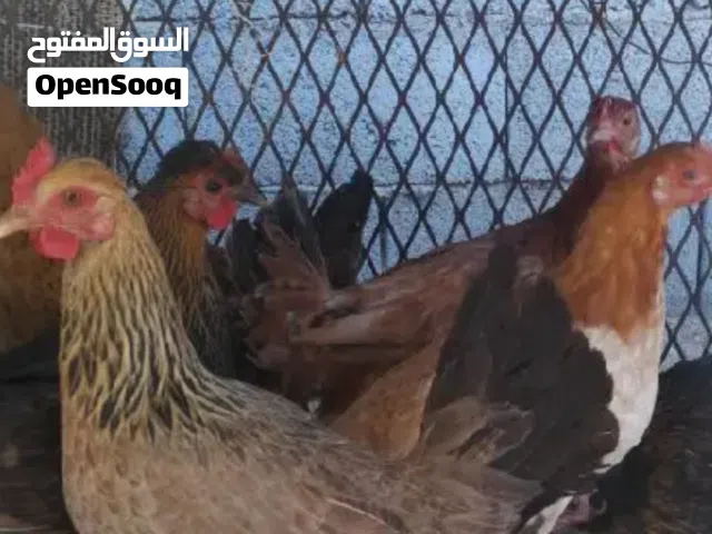مطلوب 5 جاجات بلدي بياض عمر اقل من سنه بالرمثا او قريب منها