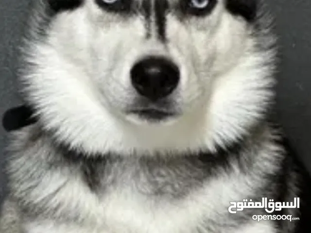 كلب هاسكي ادفع بحق