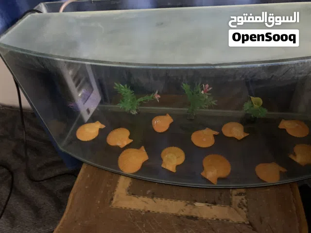 حوض سمك للبيع بسعر حرق