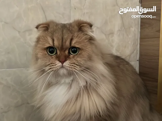 قط سكوتش للبيع