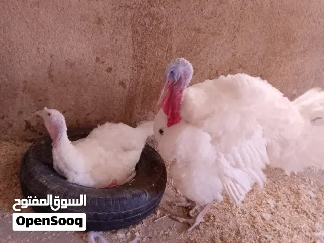 جوز حبش هولندي ابيض الحجم الجامبو شغالات والفرخة راقده تحتها 13 بيضة