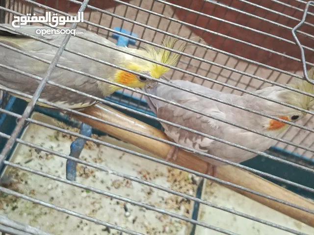 جوز كوكتيل شغال تفريخ بياض