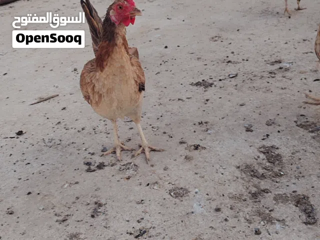 ع دجاجتين كويتي فري عرف افرگ ودجاجه ام رگيبه وديج 3+1 صحتهن خير من الله بياضات حاليا ابيع گاطع