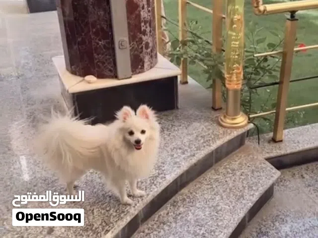 ذكر ميني بو