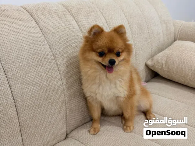 Pomeranian