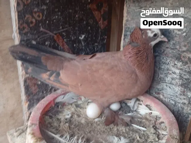 زوج بغداديات