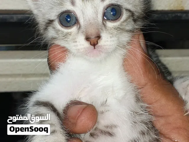 Cat for adoption