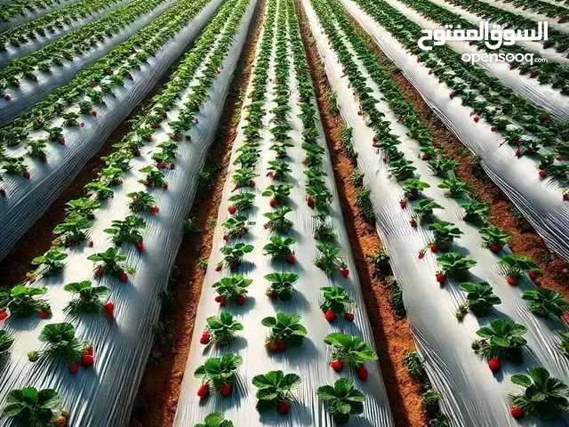 زراعة الفراوله من انجح الاستثمارات واقلها تكلفه بالوقت الحالي-