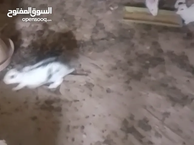 كوم   أرانب   للبيع