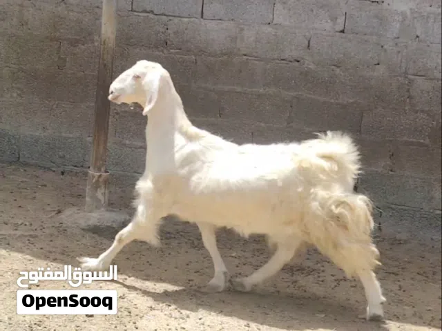 غنم عقر ما شاء الله
