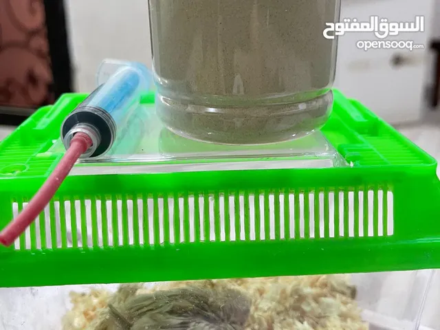 فروخ جاوا عس ربوة الوان جميلة