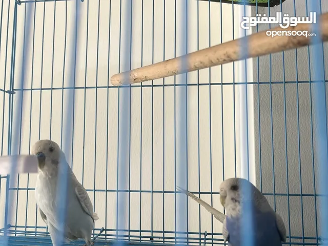 للبيع طيور هند صالحه للإنتاج