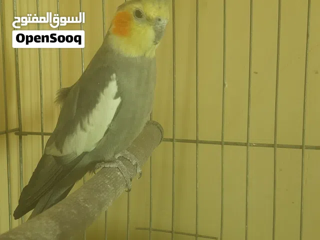 ذكر كوكتيل