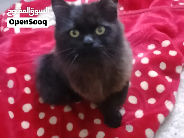 قط شانشيلا عمر 6 اشهر