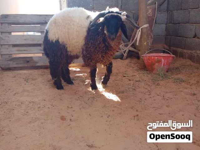 للبيع خروف تربيه من صغر عندي