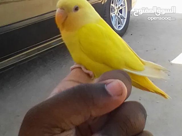 عصفور روز مروض ربي يبارك انتى عنوان باب بن غشير طريق السور جنب مدرسة على نجار