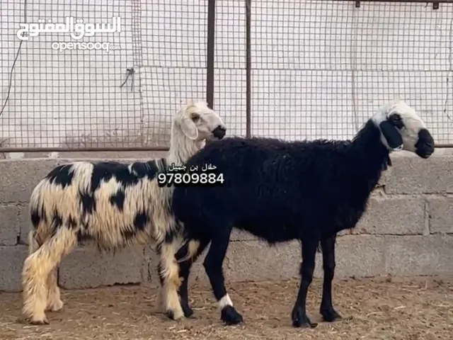 جاعدة تهجين نجدي فول سمنه مع ولدها كبش سمين