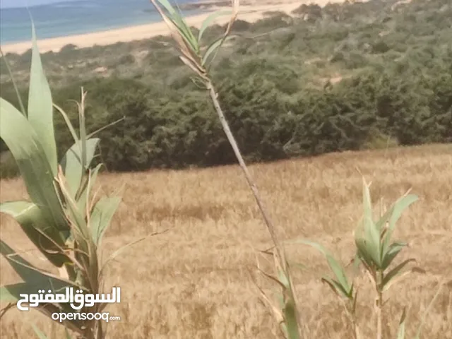 Farm Land for Sale in Nabeul Other