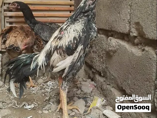 ديج هراتي البيع