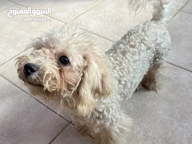 1000 dhs reward for whoever finds my dog