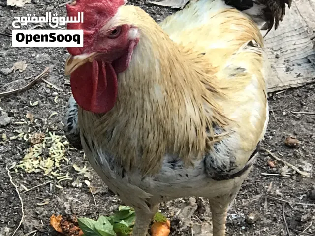 ديك كبير الحجم