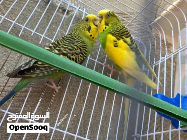 كوبيه بقلينو للبيع السعر 80 بي القفص