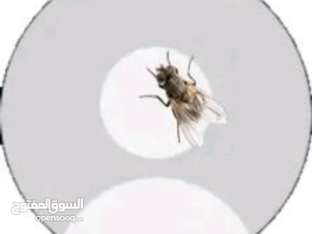 معتز خليفات