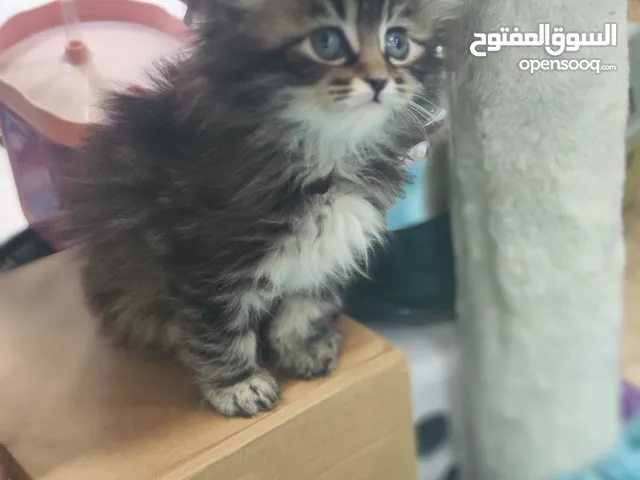 قطط إسكتلندية العمر 55 يوم ، شوف الريلز والعرض السفاح اذا مش كامل حاكيني لابعتلك العرض
