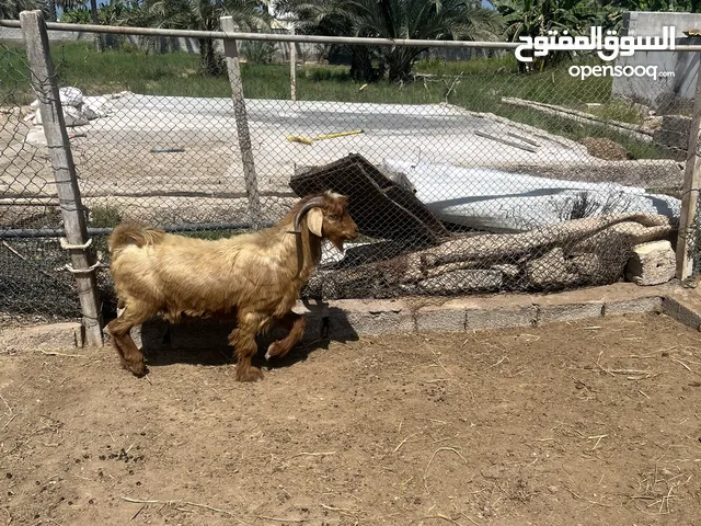 يخل   لذبح او تربيع اموره  طيبه