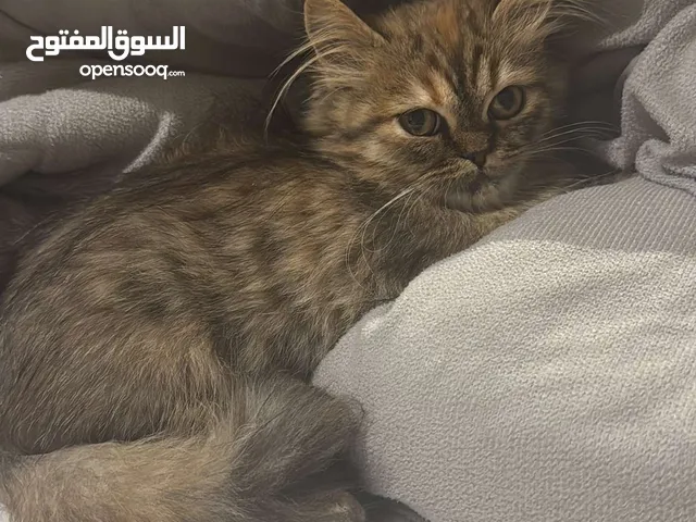 قطه شيرازيه لتبني